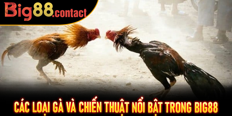Các loại gà và chiến thuật nổi bật trong Big88