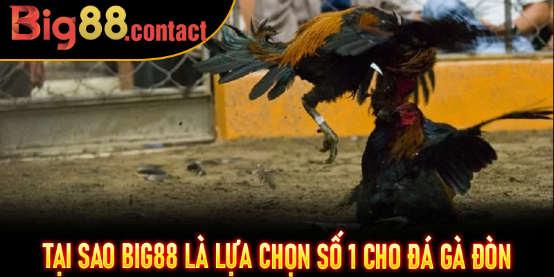 Tại sao Big88 là lựa chọn số 1 cho Đá Gà Đòn