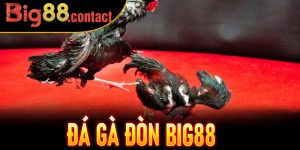 Đá Gà Đòn Big88